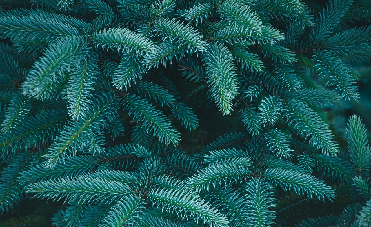 Plants and Consciousness - A Potential Existence